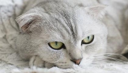 球天下-德国队欧洲杯初选大名单：诺伊尔领衔，维尔茨在列